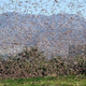 Illustration for article titled Why swarming locusts grow giant brains